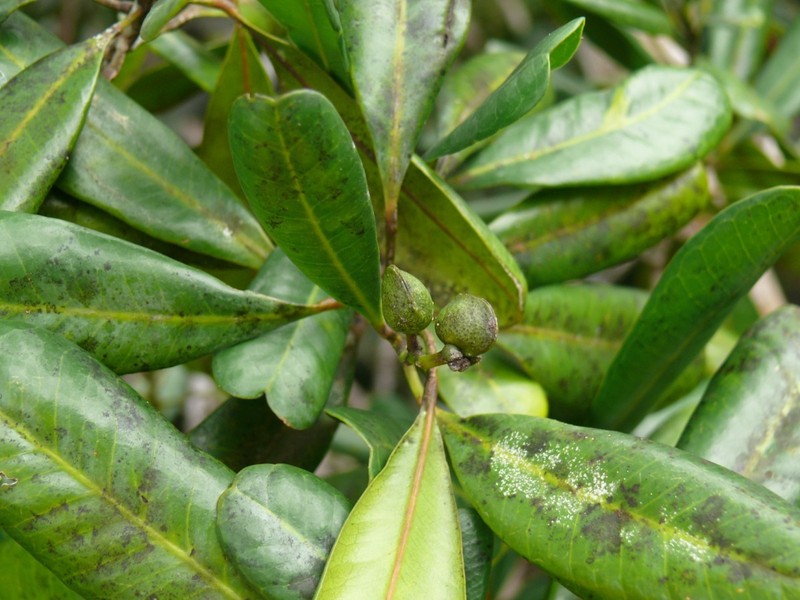 Ivodea choungiensis photo 3