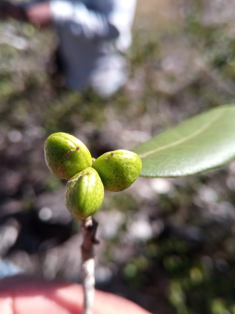 Ivodea decaryana