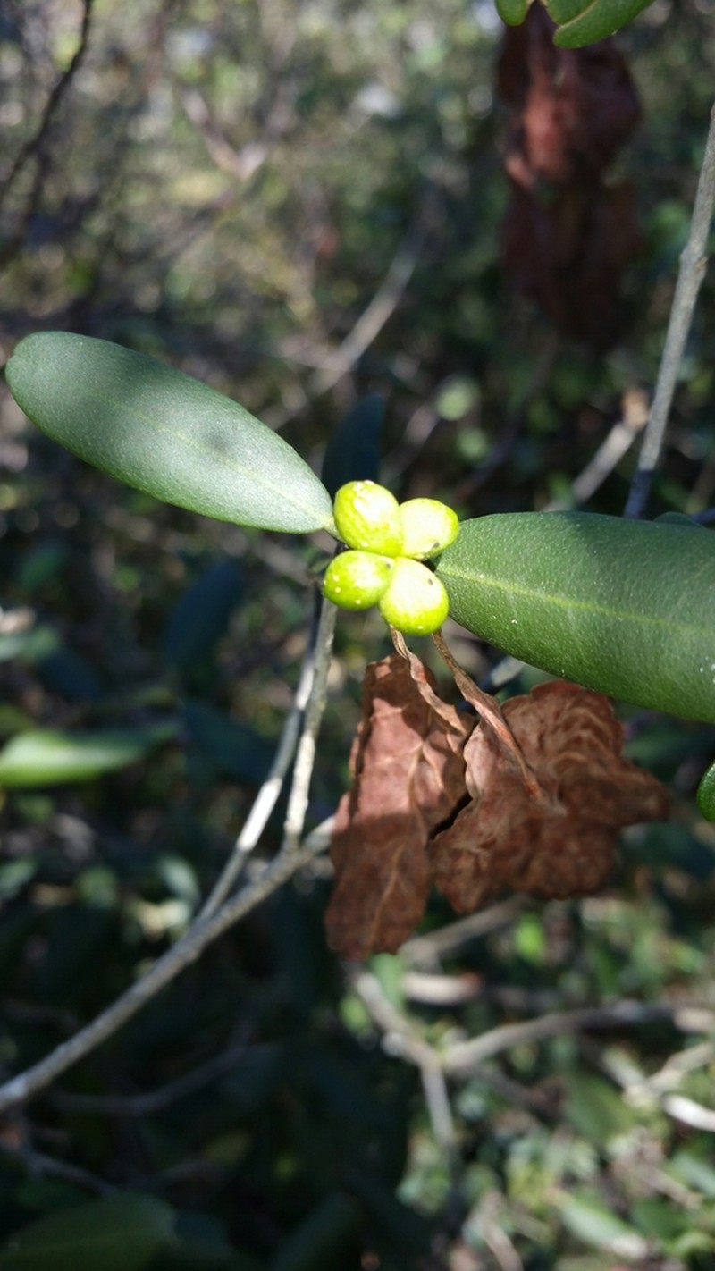 Ivodea decaryana photo 2