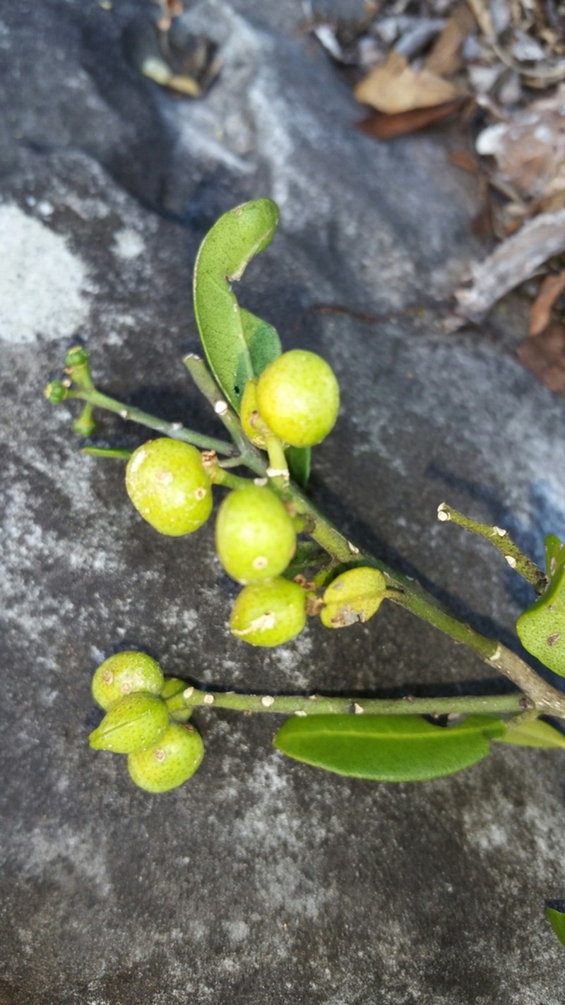 Ivodea decaryana photo 3