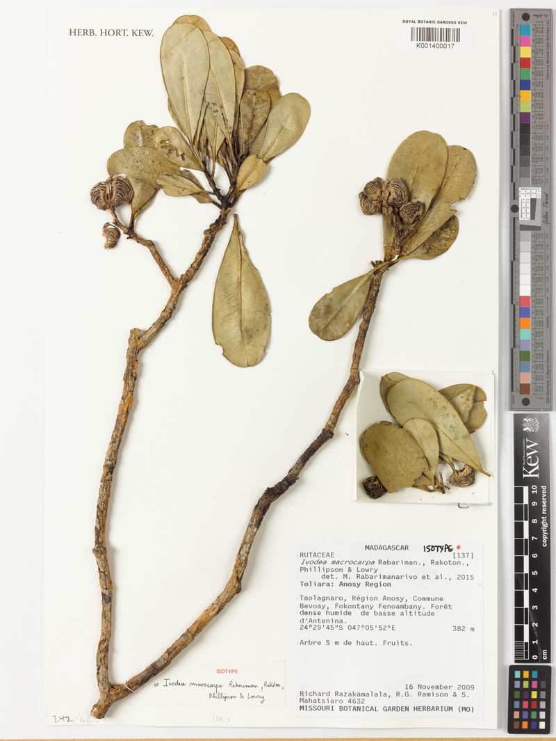Ivodea macrocarpa