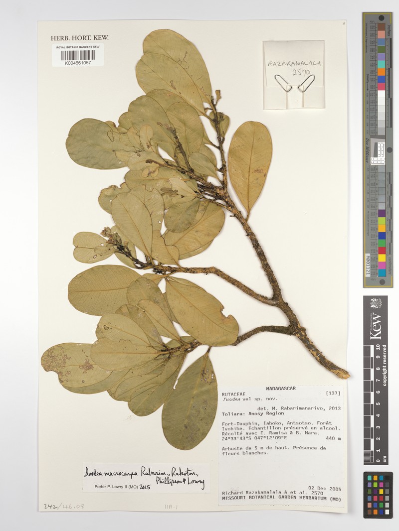 Ivodea macrocarpa photo 2