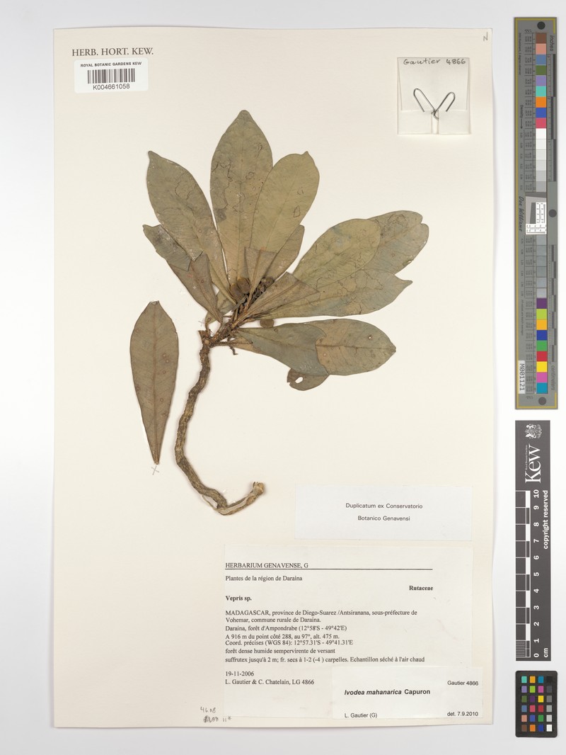 Ivodea mahanarica