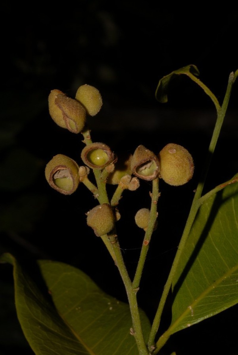 Ivodea mayottensis