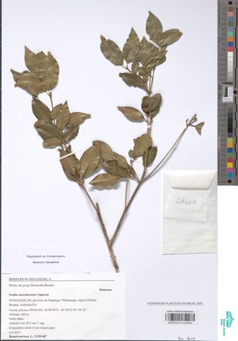 Ivodea menabeensis