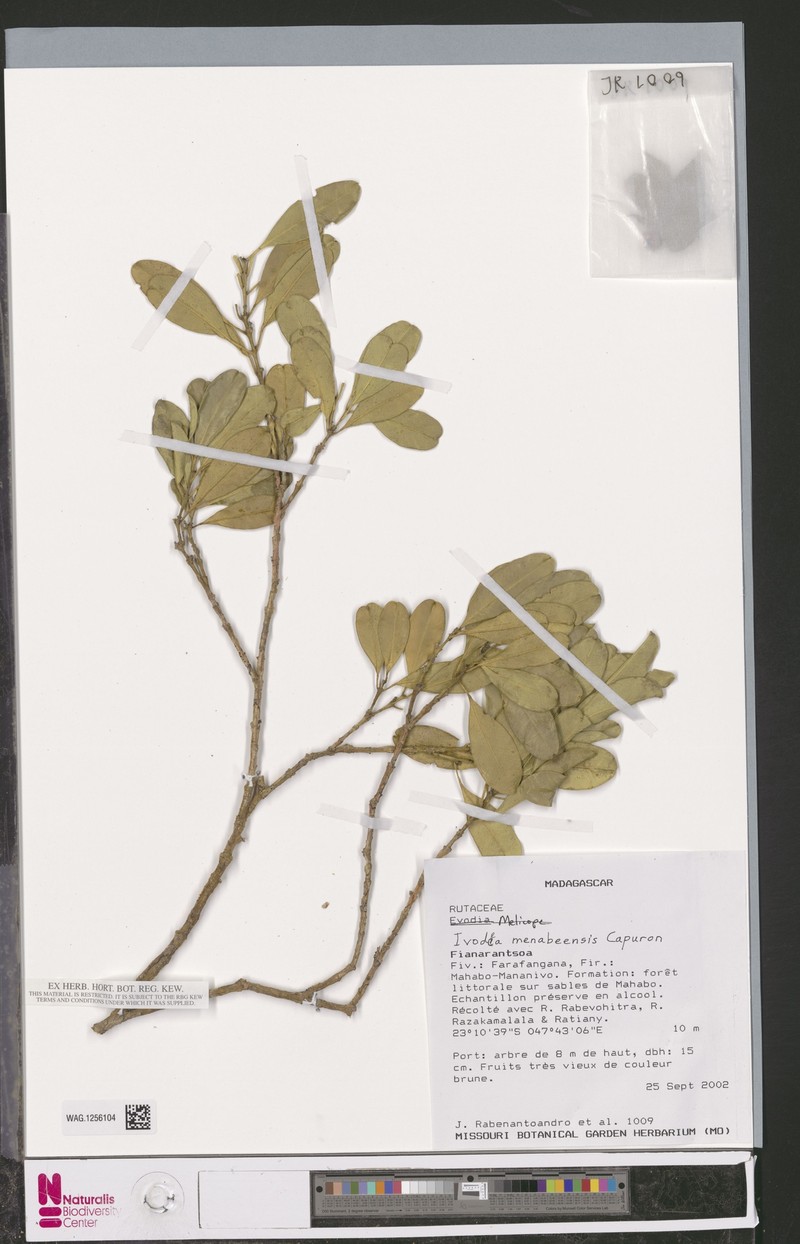 Ivodea menabeensis photo 2