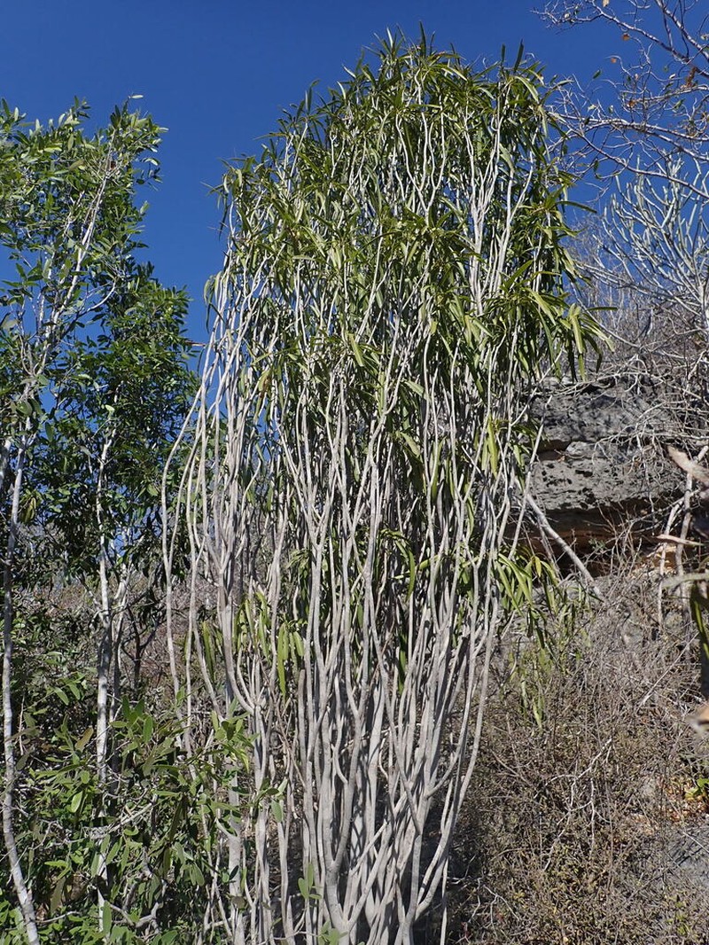 Ivodea toliarensis
