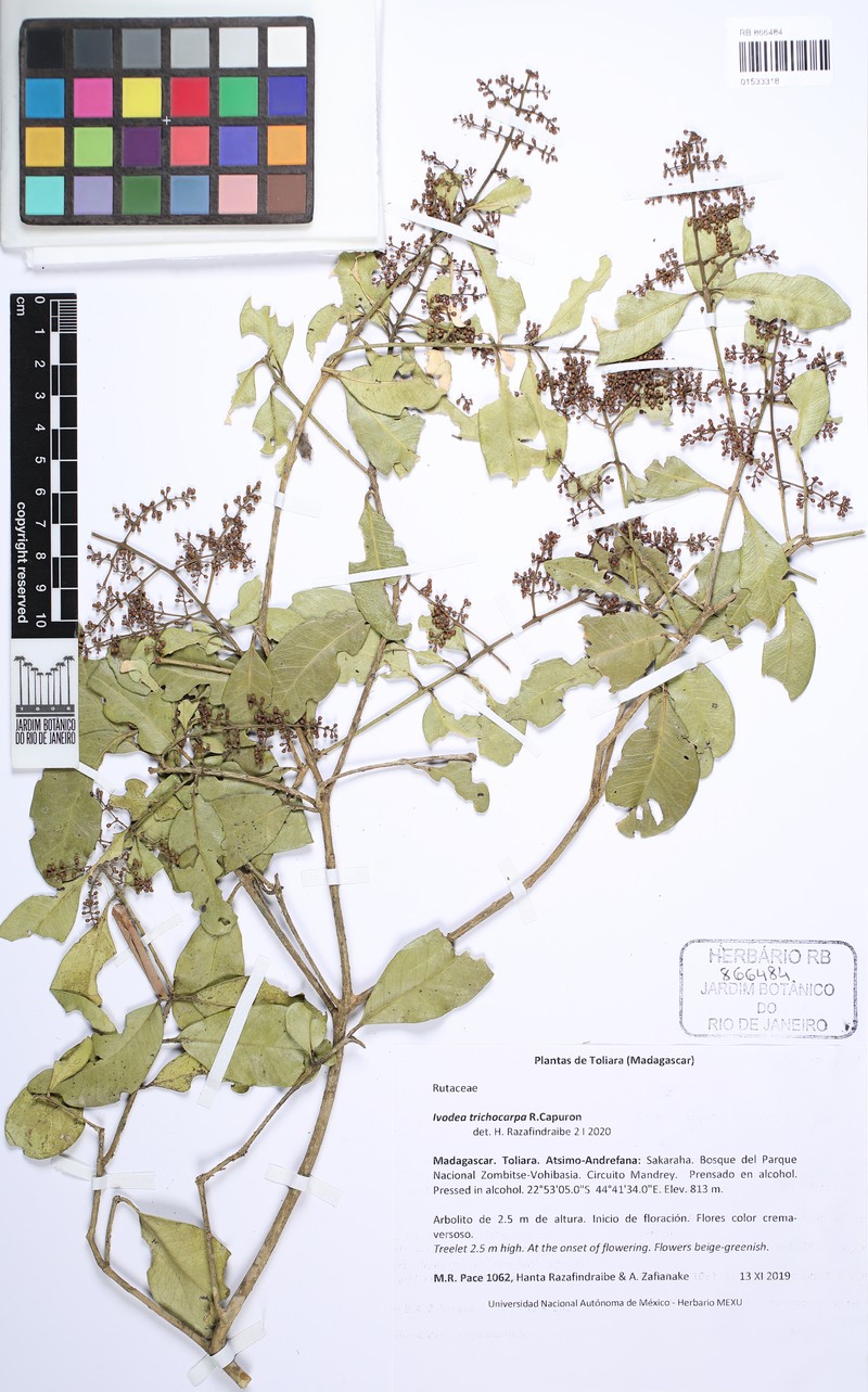 Ivodea trichocarpa