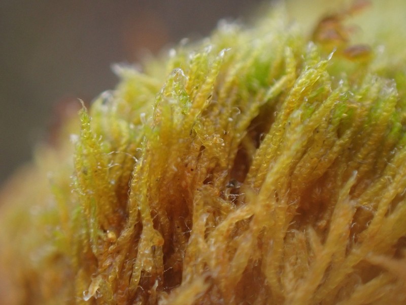 Iwatsukiella Moss