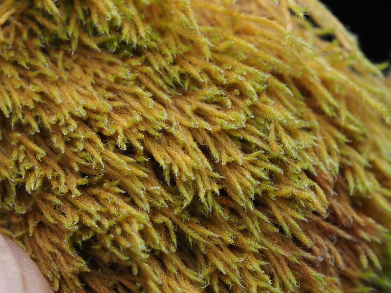 Iwatsukiella Moss photo 2