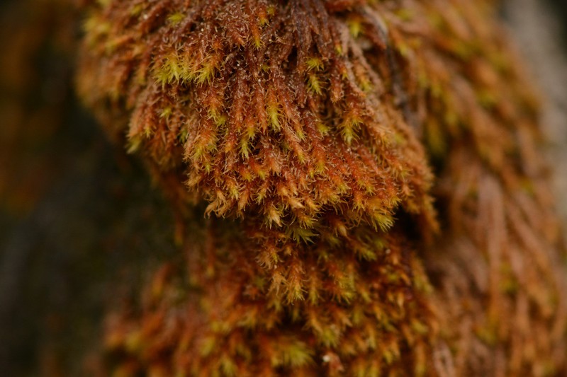 Iwatsukiella Moss photo 5