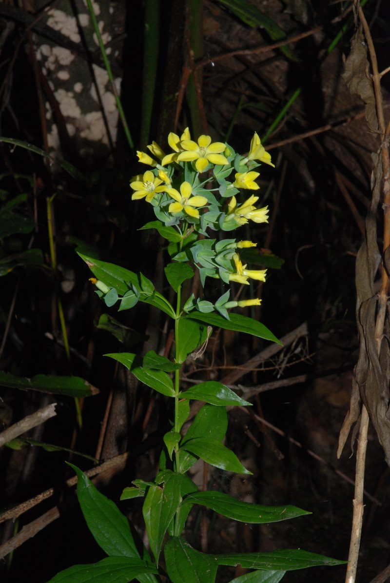 Ixanthus viscosus