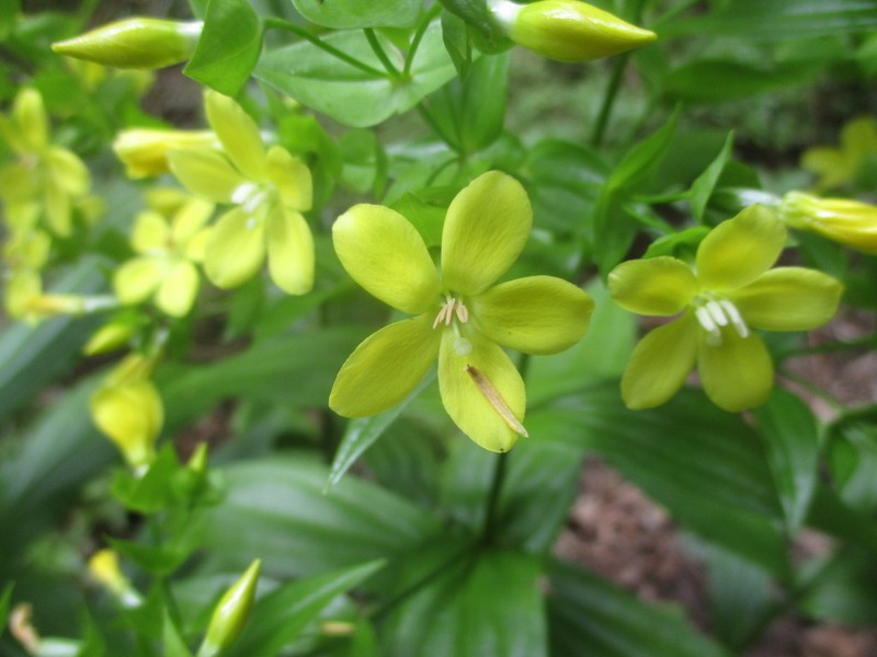 Ixanthus viscosus photo 2