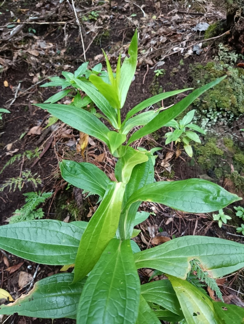 Ixanthus viscosus photo 3