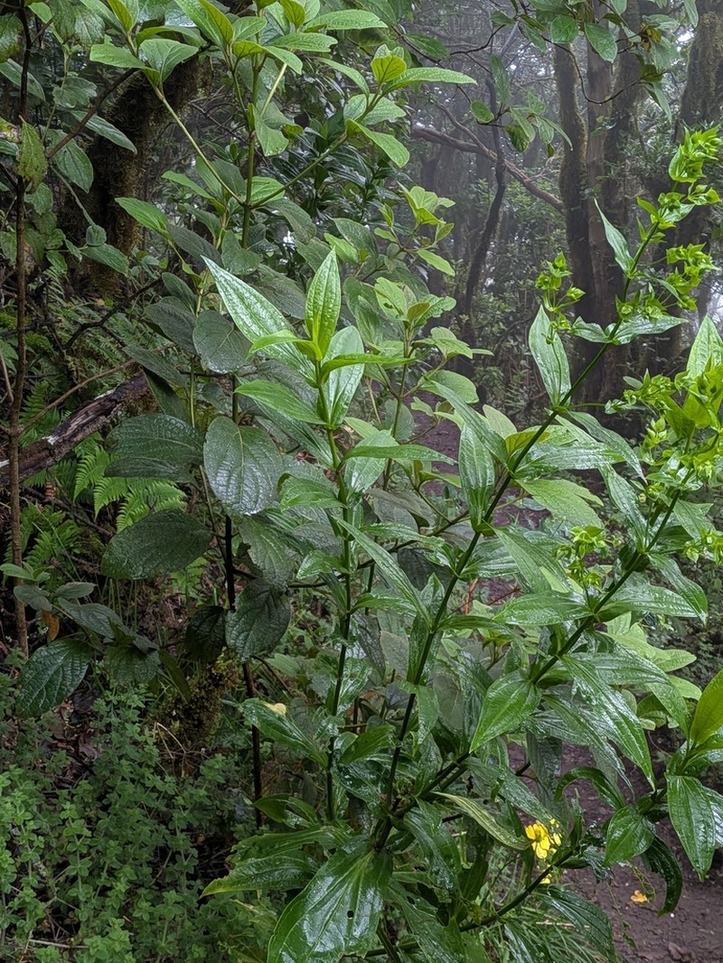 Ixanthus viscosus photo 4