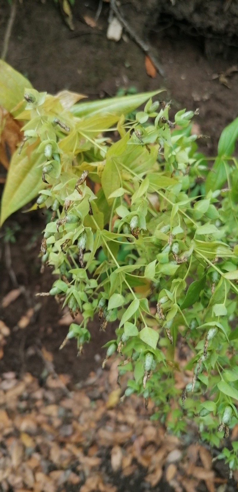 Ixanthus viscosus photo 5