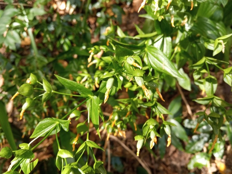 Ixanthus viscosus photo 6