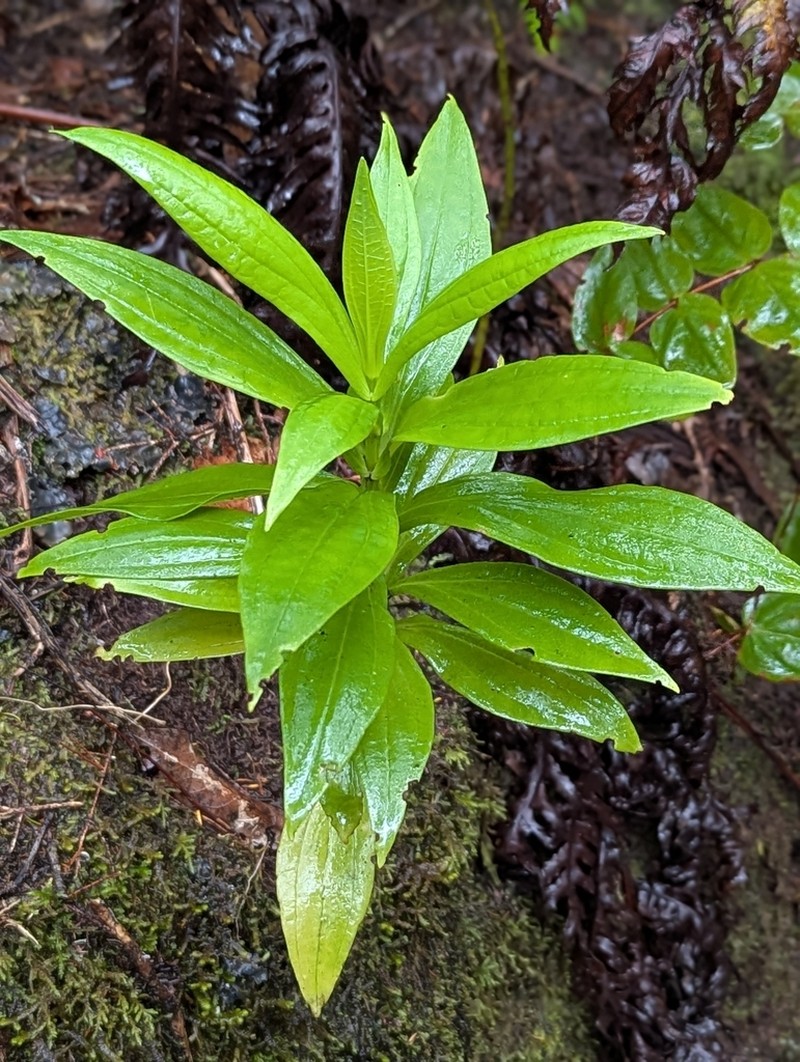 Ixanthus viscosus photo 7