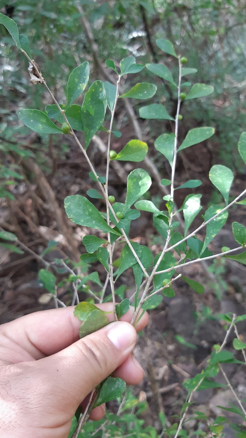 Ixchelia mexicana