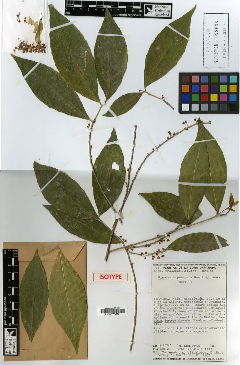 Ixchelia uxpanapana