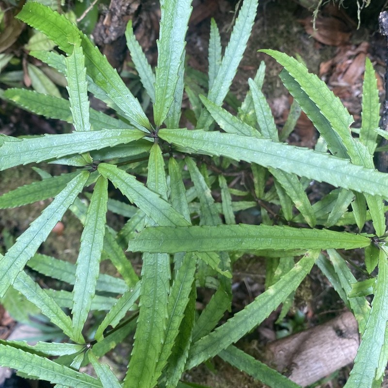 Ixerba brexioides photo 2