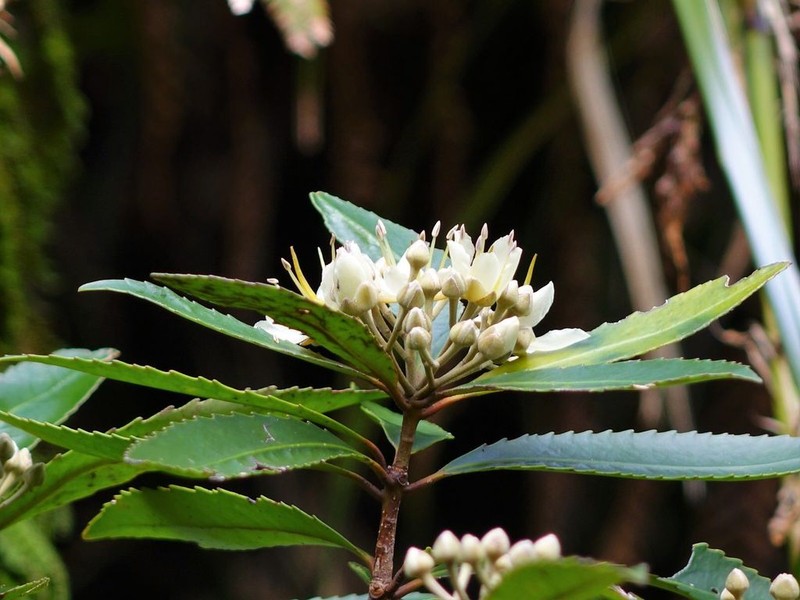 Ixerba brexioides photo 3