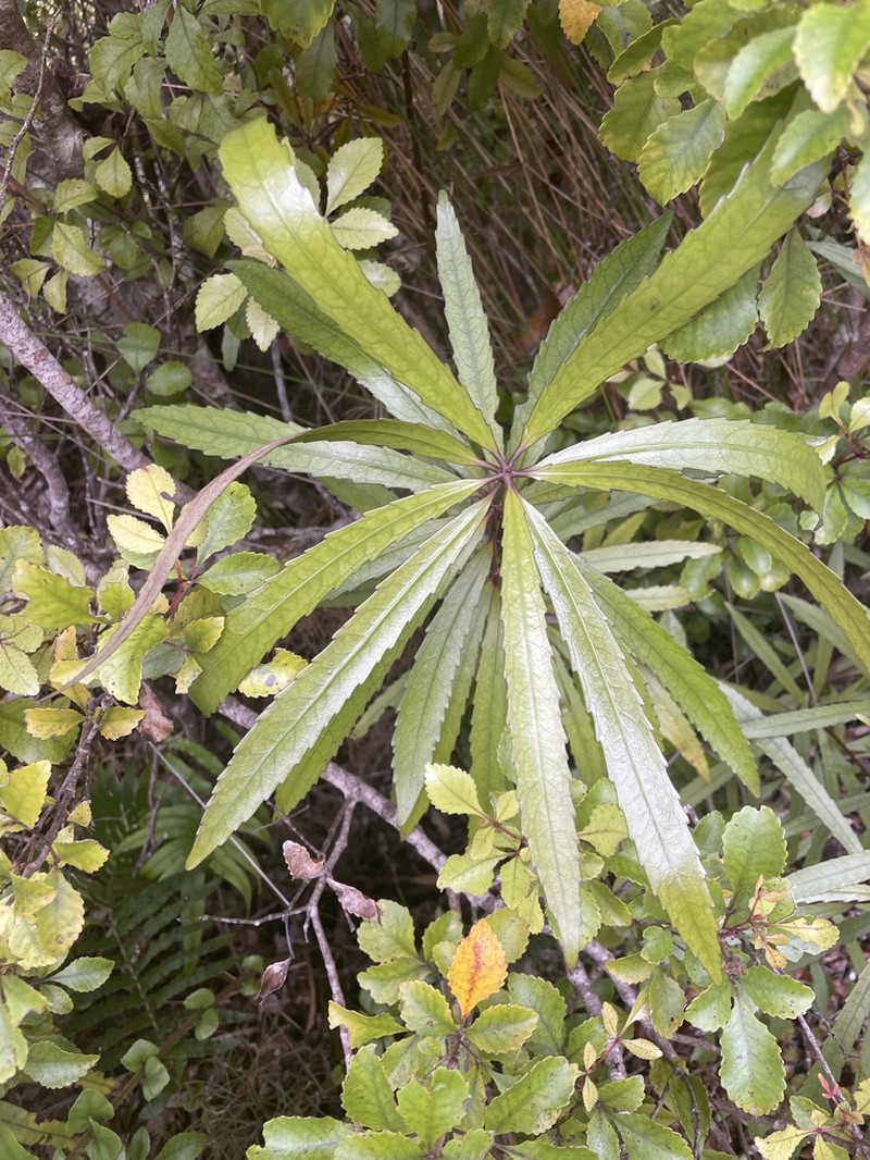 Ixerba brexioides photo 4