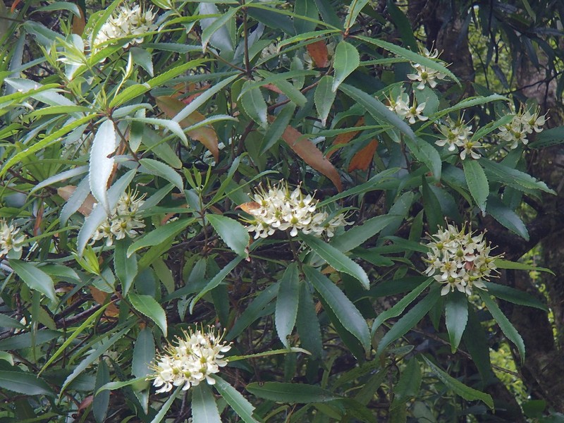 Ixerba brexioides photo 5