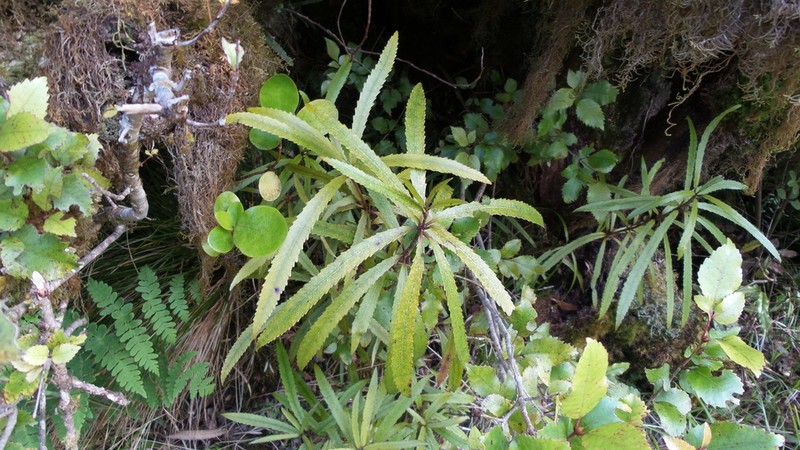 Ixerba brexioides photo 6