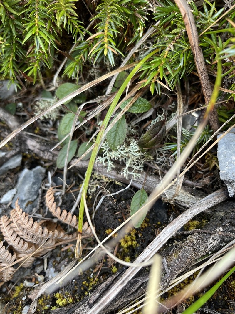 Ixeridium calcicola photo 2