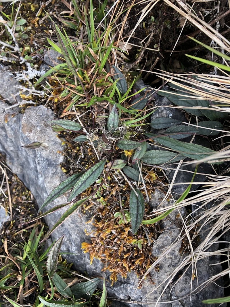 Ixeridium calcicola photo 3
