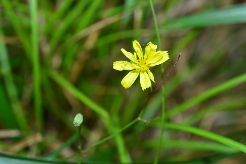 Ixeridium calcicola photo 4