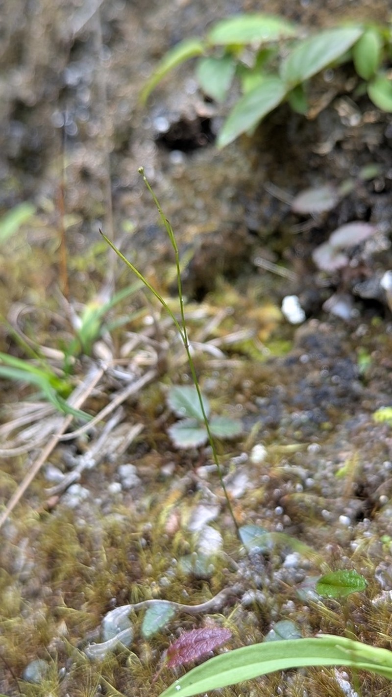 Ixeridium calcicola photo 5