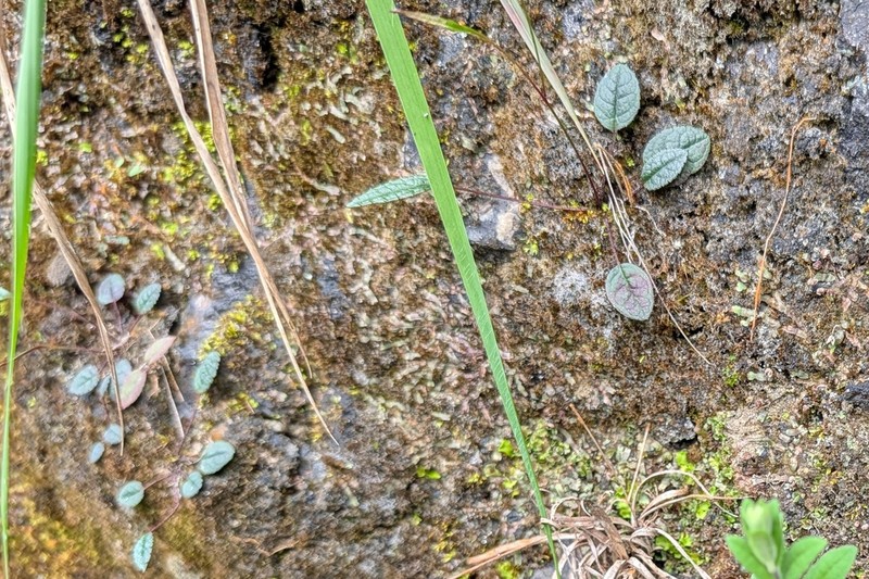 Ixeridium calcicola photo 6