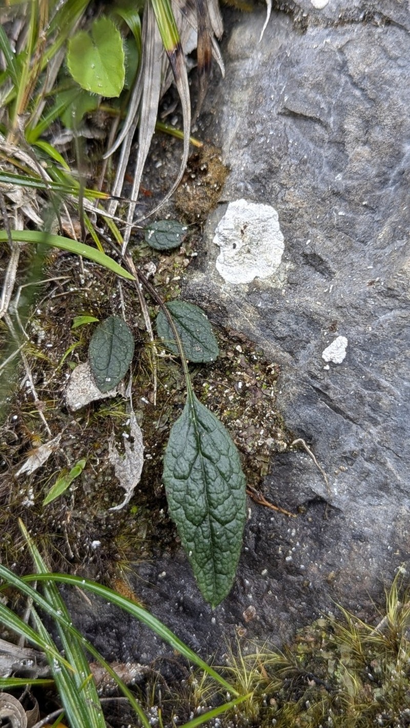 Ixeridium calcicola photo 7