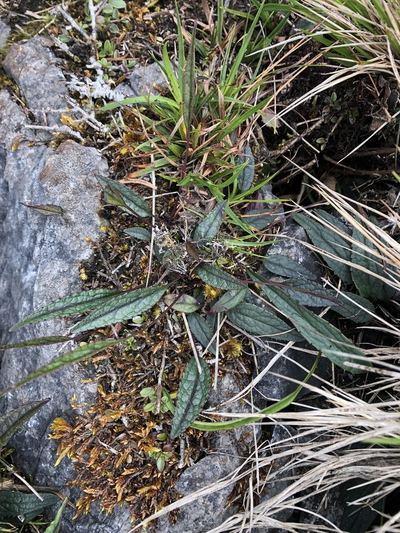 Ixeridium calcicola photo 8