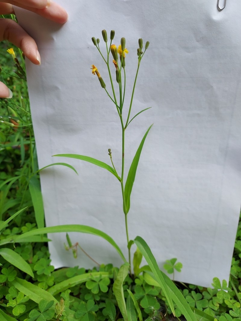 Ixeris chinensis photo 2
