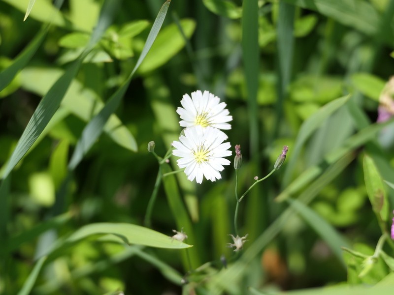 Ixeris chinensis photo 3