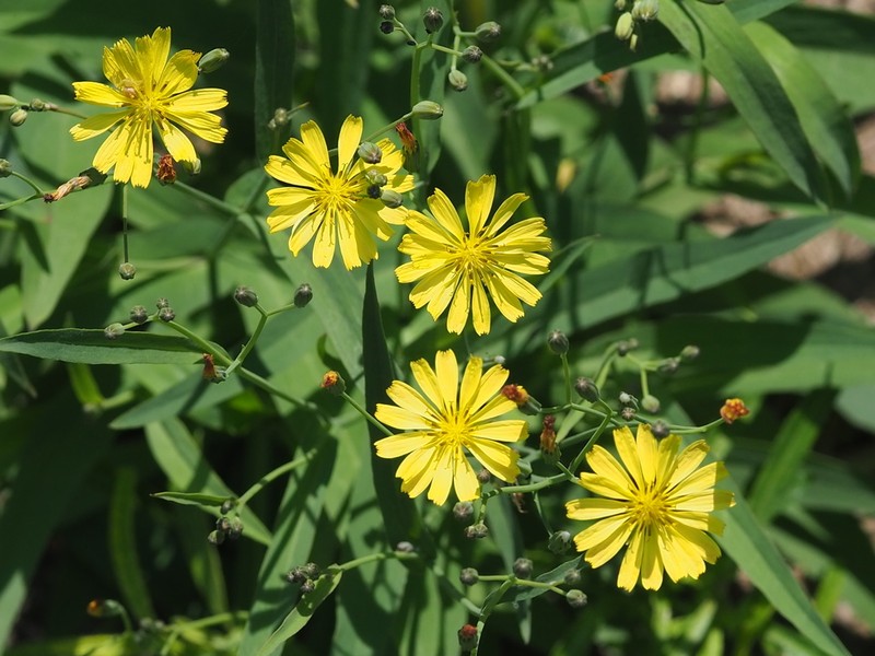 Ixeris chinensis photo 4