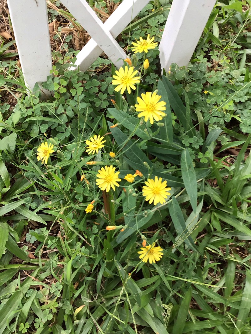 Ixeris chinensis photo 5