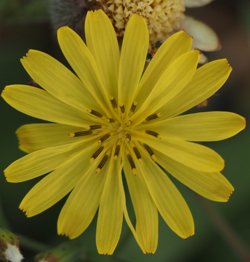 Ixeris chinensis photo 6