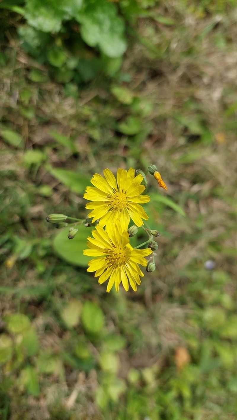 Ixeris chinensis photo 7