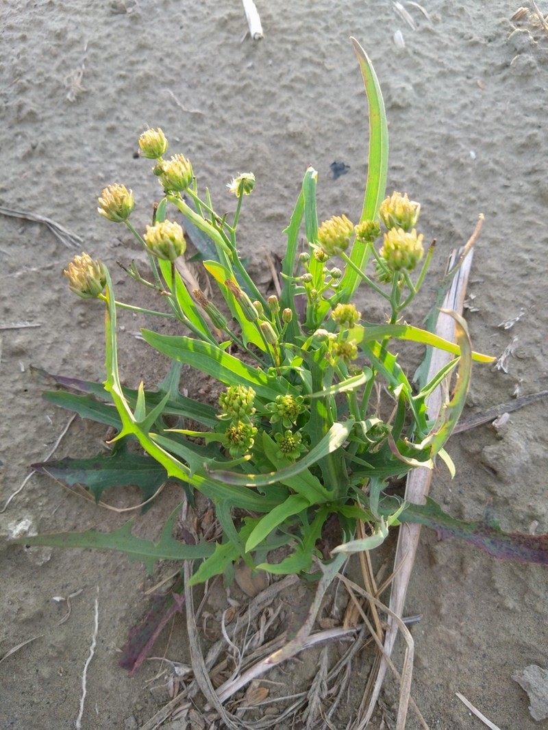 Ixeris chinensis photo 8