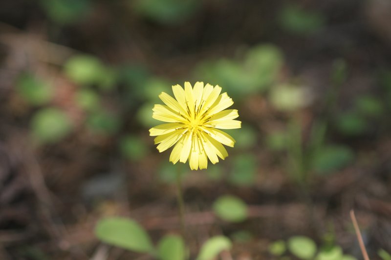 Creeping Lettuce photo 6
