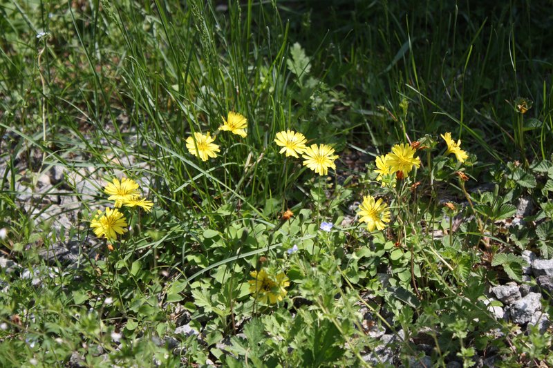 Creeping Lettuce photo 7