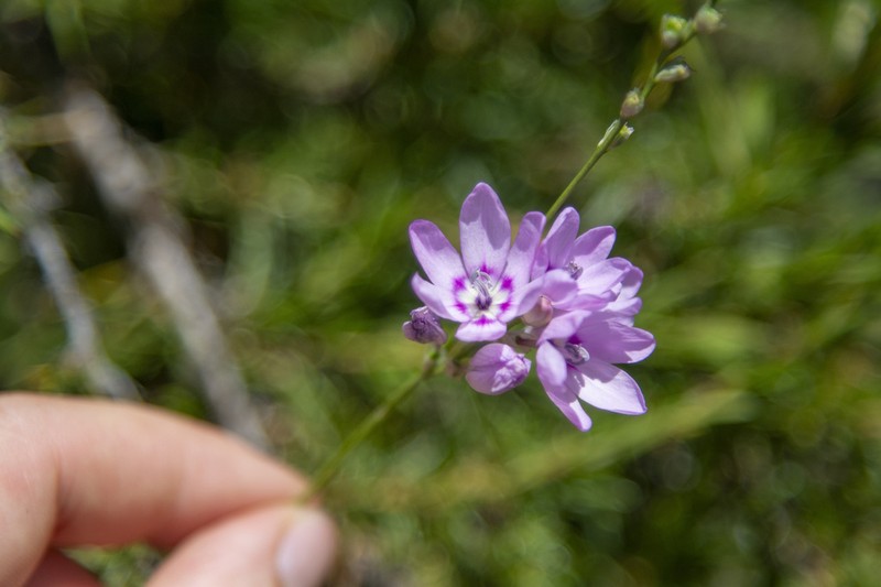 Ixia alticola