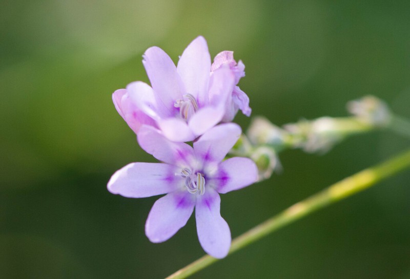 Ixia alticola photo 2