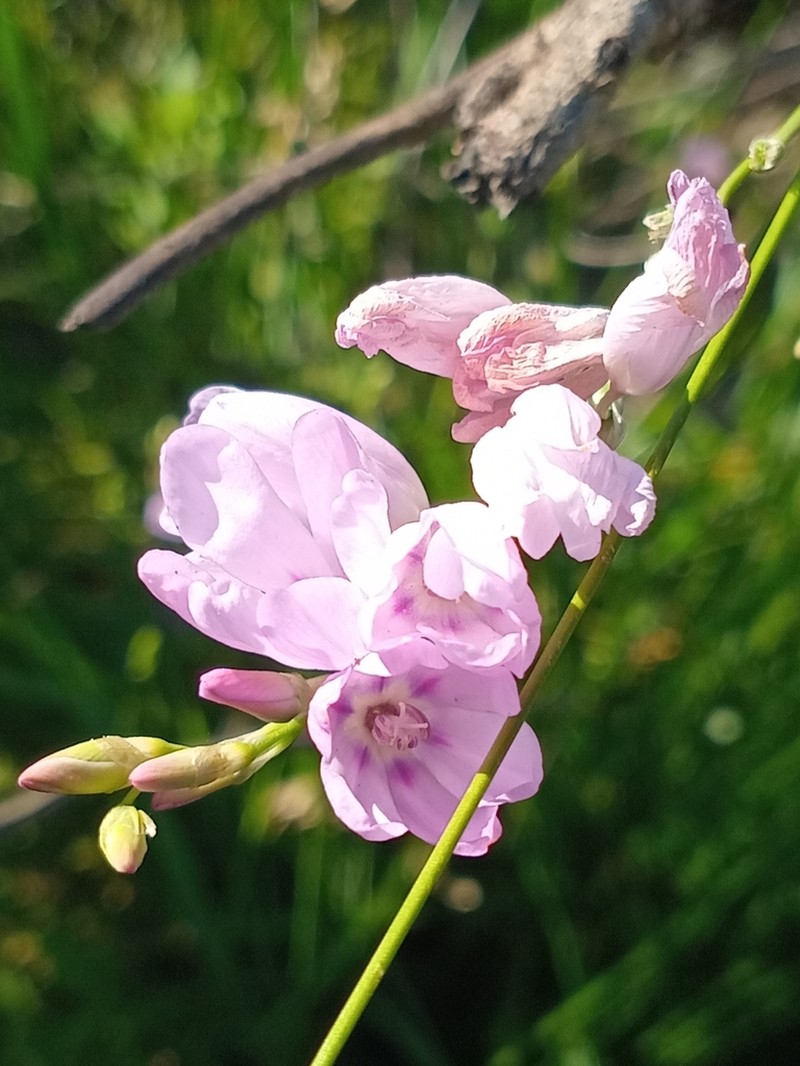 Ixia alticola photo 3