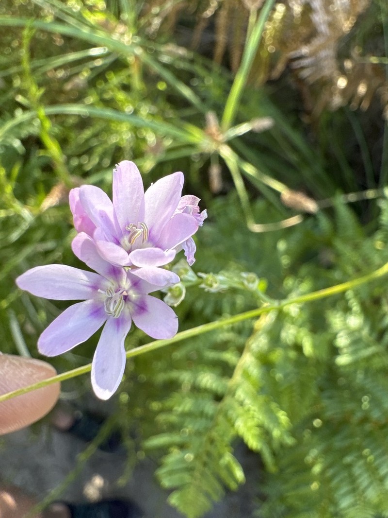 Ixia alticola photo 4