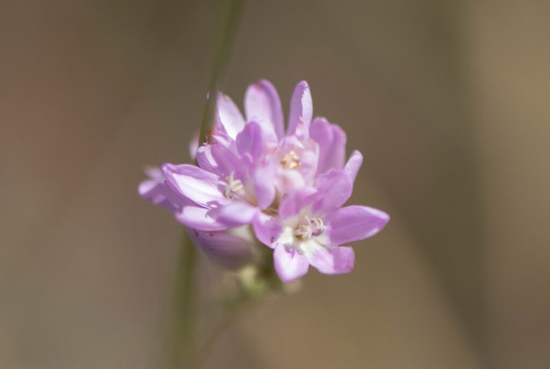 Ixia alticola photo 5
